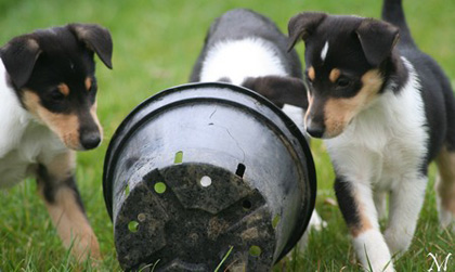 Chiots colley poil court du Clos des Duchesses