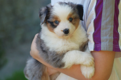 Chiot berger américain miniature du Clos des Duchesses