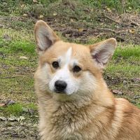 Portrait de Yantar Iz Stolitsy Urala