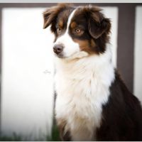 Portrait de Shining Star For D Evine du Templ de Pales