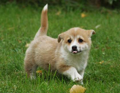 Chiot welch corgi pembroke du Clos des Duchesses