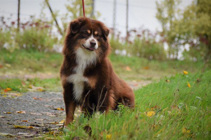 Elevage du Clos des Duchesses