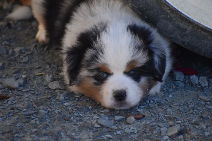 Elevage du Clos des Duchesses